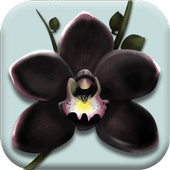 The Black Orchid无广告中文版v1.0.14
