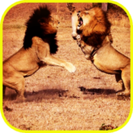 非洲狮模拟器下载手机版v2.0安卓版手遊遊戲